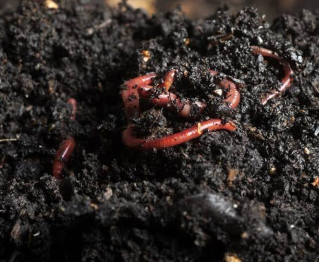 The Profitable Vermicomposting – Shyamala Subarna Agriculture Portal